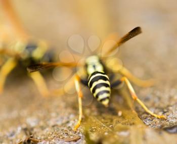 a wasp on the ground is drinking water .