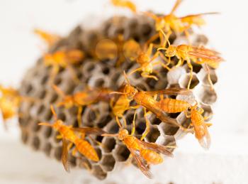 yellow wasp on the honeycomb in nature. macro