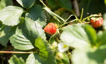 red strawberries in the garden in the nature .