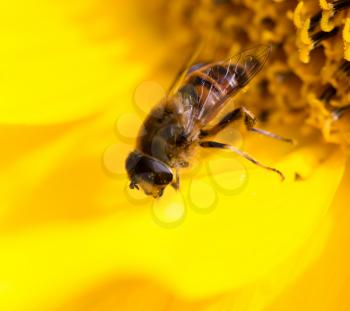 a bee on a yellow sunflower in nature. macro