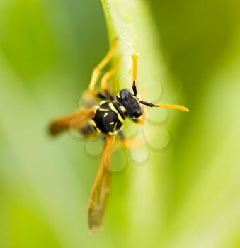 wasp on a green leaf in nature .
