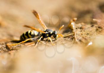 a wasp on the ground is drinking water .