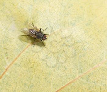 fly on a leaf in the fall. macro
