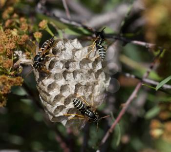 wasps on comb in nature