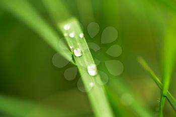 Drops of dew on the grass in nature
