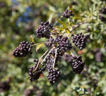ligustrum berries on the bush