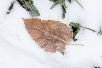leaves in the snow outdoors