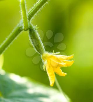 small cucumber with flower outdoors