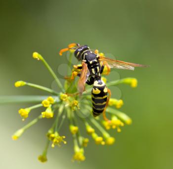 wasp on a flower. macro