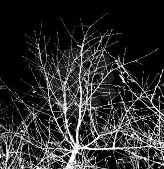 bare tree branches against a black sky