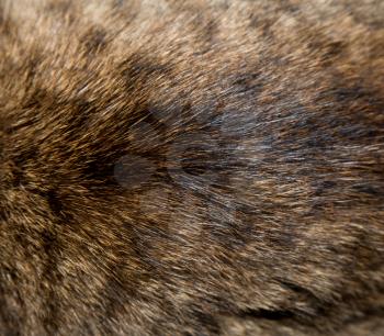 background of cat fur