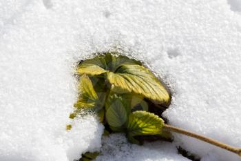 strawberry leaf in the snow in winter nature