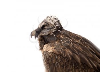 portrait of a bearded bird