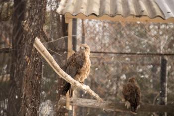 eagle in the park outdoors