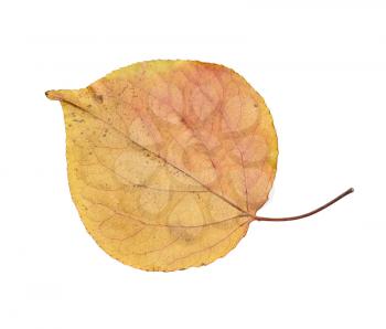 autumn leaf on a white background