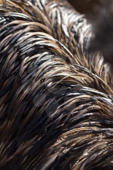 background of ostrich feathers