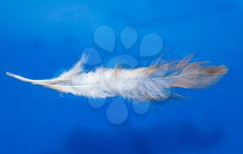 feather in the blue water