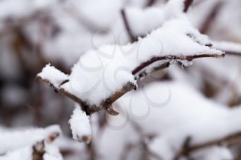 Snow on the branches of a tree. macro