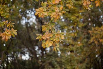oak leaves in autumn outdoors
