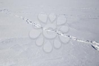 Multiple bird foot steps in a thin layer of snow