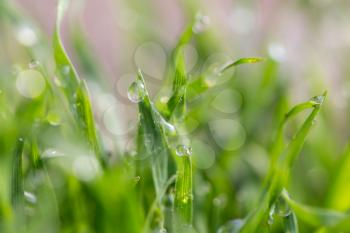 water drop on the green grass. macro
