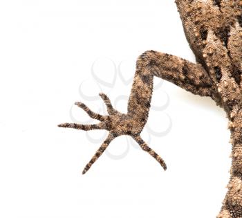 foot lizard on a white background. Macro