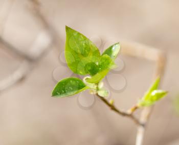 small leaves on a tree branch. macro