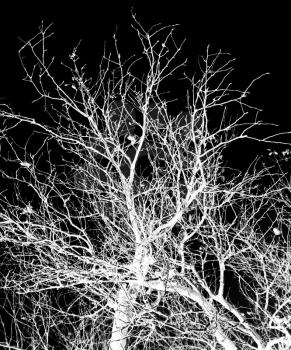 bare tree branches against a black sky