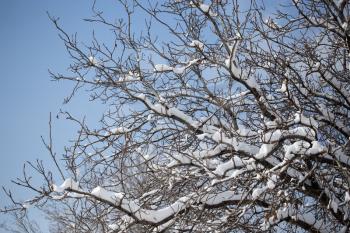snow on the bare branches of a tree