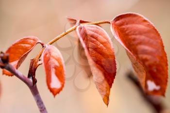 red leaves of the tree. macro