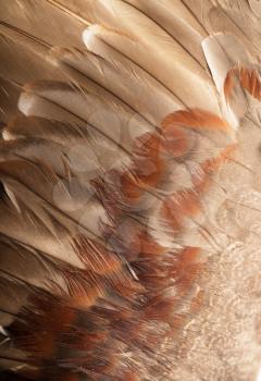 background of feathers