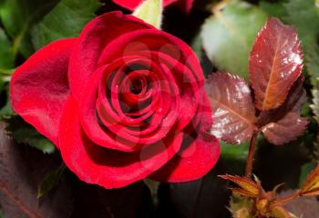 beautiful rose on nature