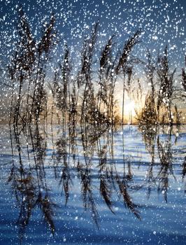 snowing on the lake with reeds at sunset