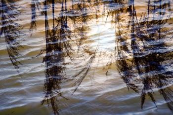 reeds in the water reflection