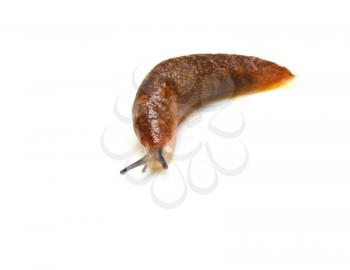 Slug - the slowest animal. It creeps on a white background. 