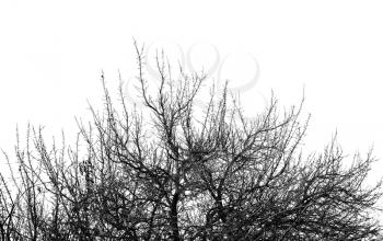 tree branch on a white background