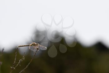 dragonfly on a background of mountains