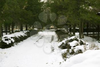 snow on the road in the park