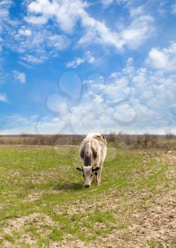 cow on pasture