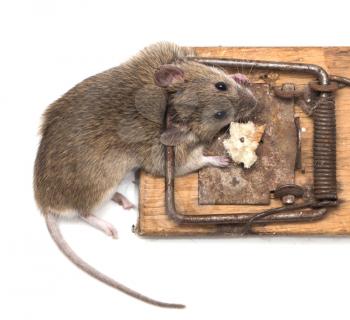mouse mousetrap on a white background