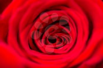 red roses as a background. macro