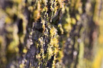 moss in nature. macro