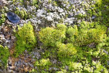 moss in nature. macro