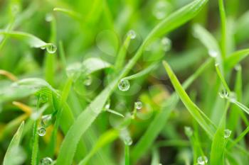 drops of dew on the grass. macro
