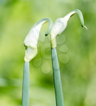 close up of green onion head blooming at field