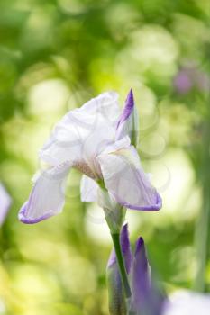 iris flower on nature