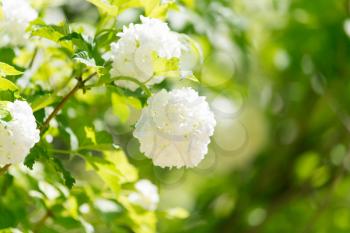 beautiful white flowers in nature