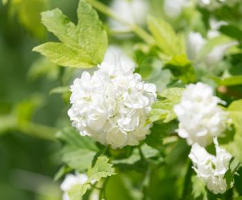 beautiful white flowers in nature