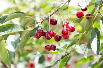 ripe red cherries on a tree branch