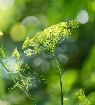 dill on nature. macro